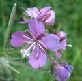 sweet marjoram، knotted marjoram